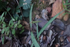 Brachystelma volubile